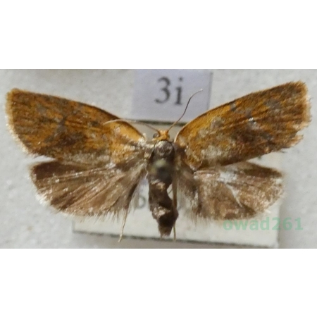 Ptycholoma lecheana (Linnaeus, 1758) Czech3i